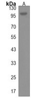 Anti-GANC Antibody