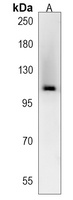 Anti-MMS19 Antibody