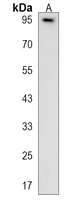 Anti-ELFN1 Antibody