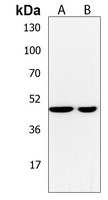 Anti-NCR3LG1 Antibody