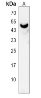 Anti-GRAMD3 Antibody