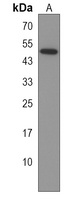 Anti-PARVA Antibody