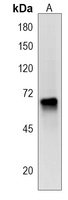 Anti-PKD2L2 Antibody