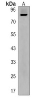 Anti-MCTP2 Antibody