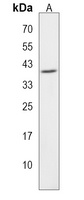 Anti-HNRNPA3 Antibody