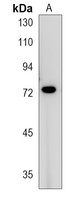 Anti-KIZ Antibody