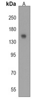 Anti-HEPHL1 Antibody