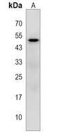 Anti-GNAS Antibody