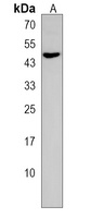 Anti-RNF41 Antibody