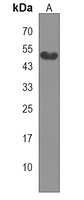 Anti-PGLYRP4 Antibody