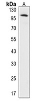 Anti-CD315 Antibody