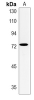 Anti-EXTL1 Antibody