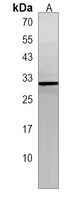 Anti-POMZP3 Antibody