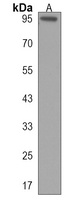 Anti-PCDHGA5 Antibody