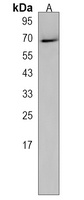 Anti-CCDC151 Antibody