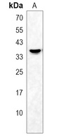 Anti-OR2AG2 Antibody
