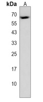 Anti-ZFP57 Antibody