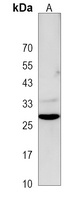 Anti-DRAM1 Antibody