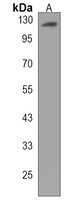 Anti-PCDHA2 Antibody