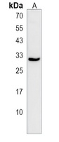 Anti-RASL12 Antibody