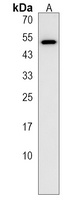 Anti-ZNF708 Antibody