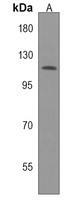 Anti-ANKRD18A Antibody