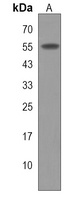 Anti-LRRC42 Antibody