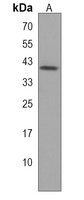 Anti-ZNF547 Antibody