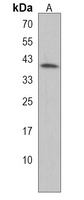 Anti-GPR88 Antibody