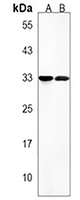 Anti-OR8J3 Antibody