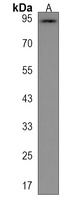 Anti-ANAPC4 Antibody