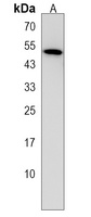 Anti-SPNS2 Antibody