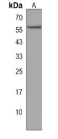 Anti-RASGEF1C Antibody