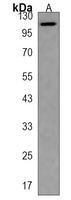 Anti-PROM2 Antibody