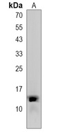 Anti-C15orf37 Antibody