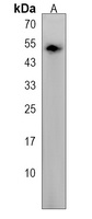 Anti-SLC9B2 Antibody