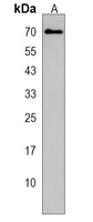 Anti-SNTB1 Antibody