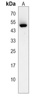 Anti-Kir2.2 Antibody