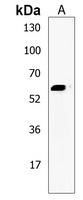 Anti-RNF14 Antibody