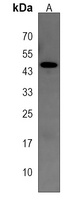 Anti-TOR3A Antibody