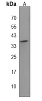 Anti-IMPACT Antibody