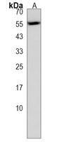 Anti-GLDN Antibody