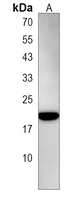 Anti-CNIH3 Antibody