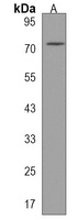 Anti-AOPEP Antibody