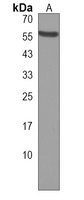 Anti-ZNF71 Antibody