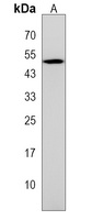 Anti-GPR84 Antibody