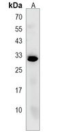 Anti-PEF1 Antibody