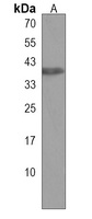 Anti-SYAP1 Antibody