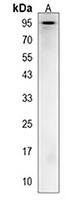 Anti-AP4B1 Antibody