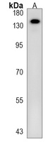 Anti-PIGO Antibody